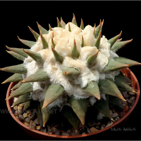 Ariocarpus trigonus