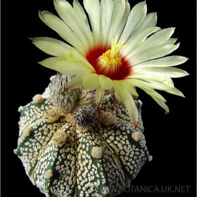 Astrophytum asterias x capricorne