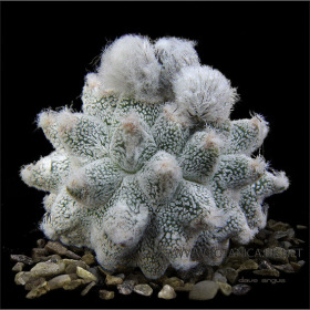 Astrophytum cv