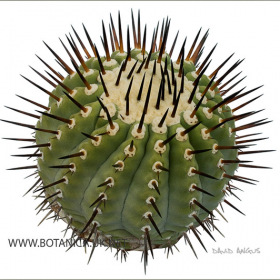 Copiapoa cinerea