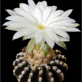 Coryphantha minima