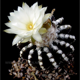 Discocactus horstii 5