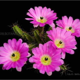 Echinocereus pentalophus