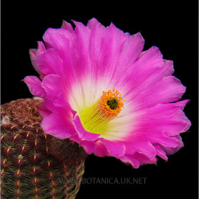 Echinocereus rigidissimus v rubrispina