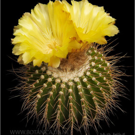 Eriocactus nigrispinus