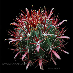 Ferocactus coloratus