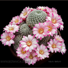 Rebutia carnival hybrid 3