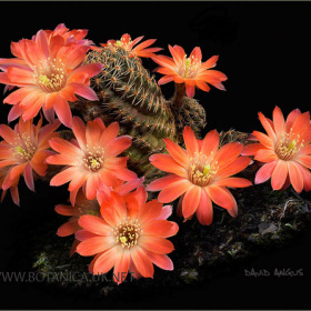 Rebutia haagei