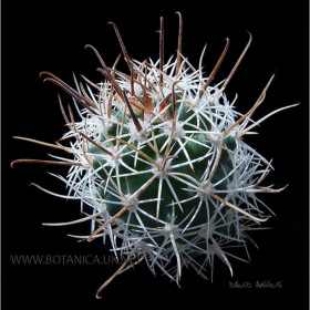 Sclerocactus sp