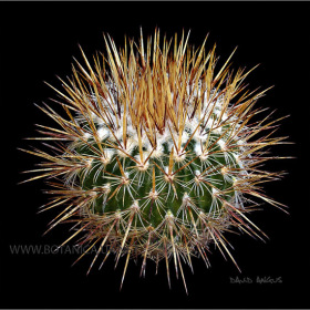 Stenocactus ochoteraneus-