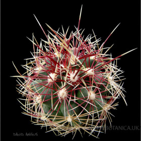 Thelocactus bicolor