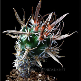 Toumeya papyracantha