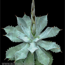 AGAVE-hybrid