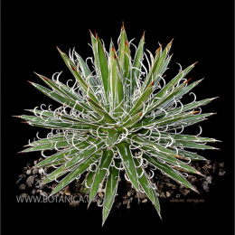 AGAVE-leopoldii