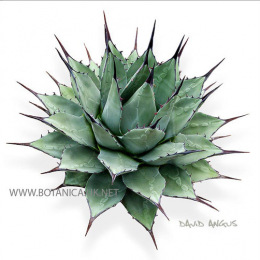 AGAVE-parryi-small-form