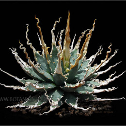 AGAVE-utahensis-eborispina-form