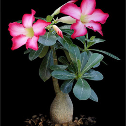 Adenium-obesum-2