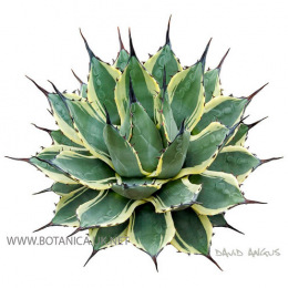 Agave-parryi-patonii-aurea-marginata-2