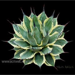 Agave-parryi-patonii-aurea-marginata