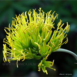Agave-potatorum-flowers