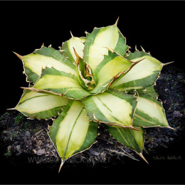 Agave-titanota-medio-picta