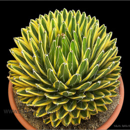 Agave-victoria-reginae-variegated-form