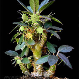 Dorstenia-foetida-R-2a