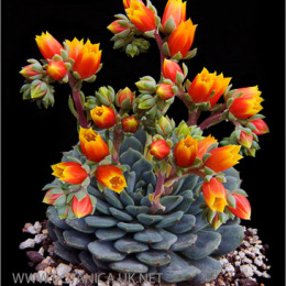 Echeveria-cultivar-2