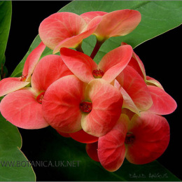 Euphorbia-Millii-Thai-3653