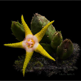 Huernia-flavopurpurea