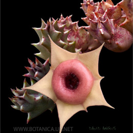 Huernia-insigniflora-2