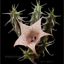 Huernia-saudi-arabica