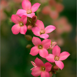 Kalanchoe-hybrid-2