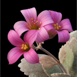 Kalanchoe-pumila