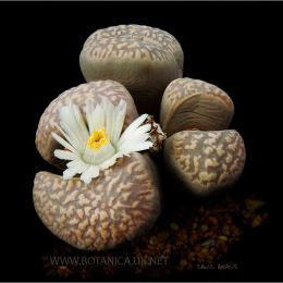 Lithops-marmorata-v-elisae