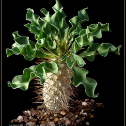 Pachypodium-namaquanum