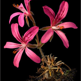 Pelargonium-radiatum